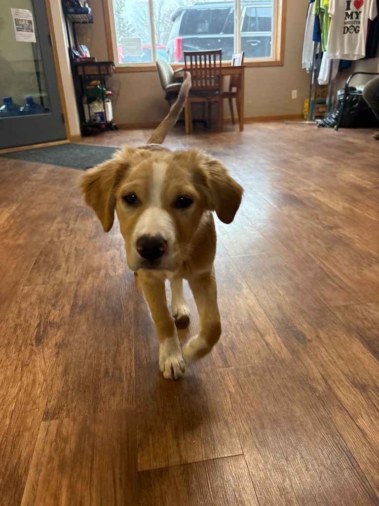 Toby, an adoptable Border Collie in Elbow Lake, MN, 56531 | Photo Image 2
