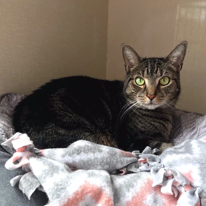 Jade, an adoptable Domestic Short Hair in Conway, NH, 03818 | Photo Image 1