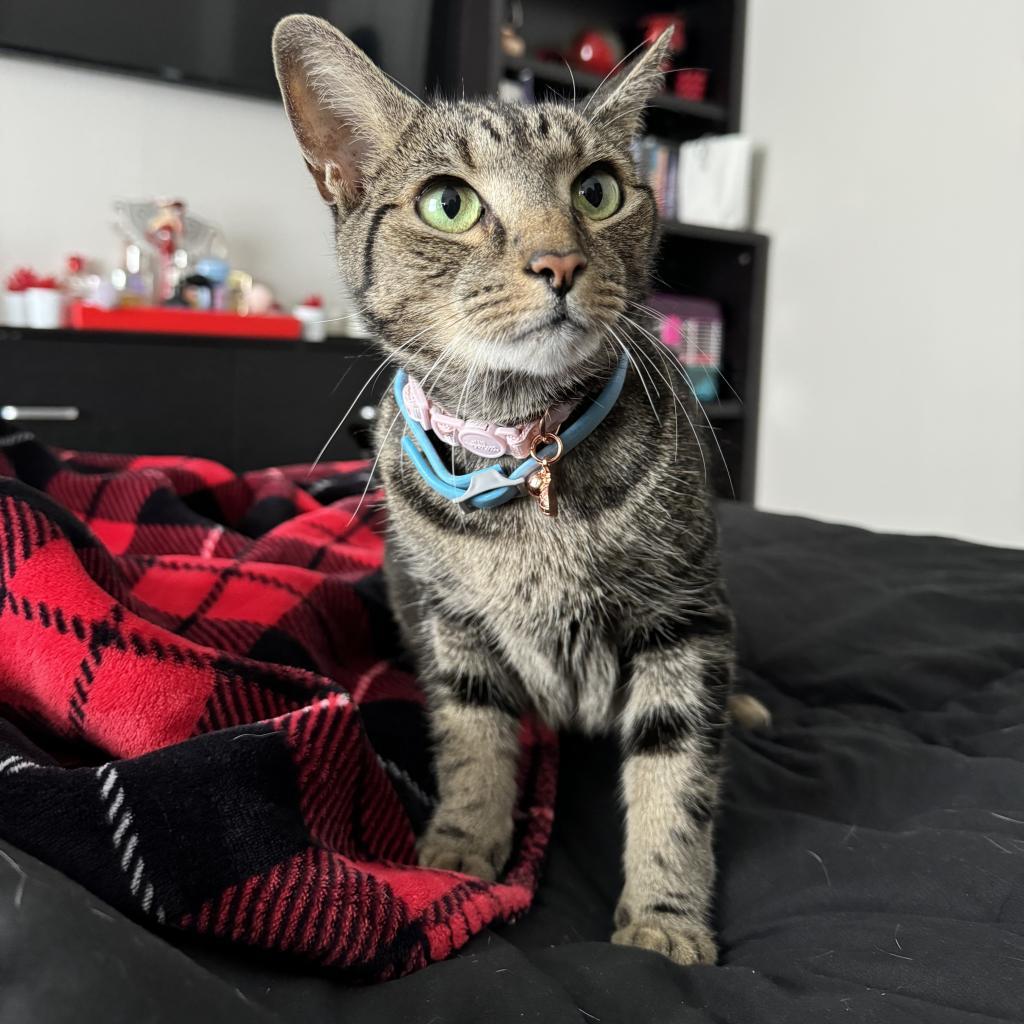 Jade, an adoptable Domestic Short Hair in Conway, NH, 03818 | Photo Image 2