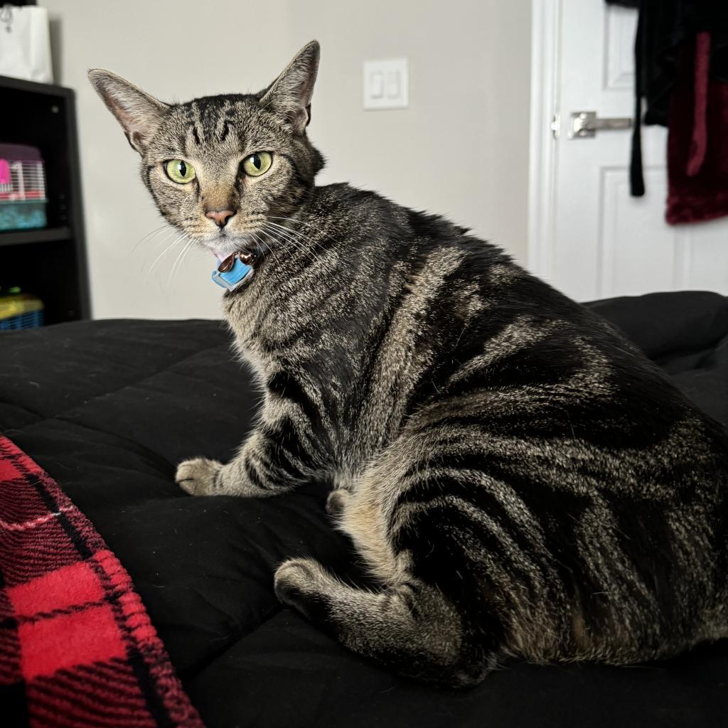 Jade, an adoptable Domestic Short Hair in Conway, NH, 03818 | Photo Image 3