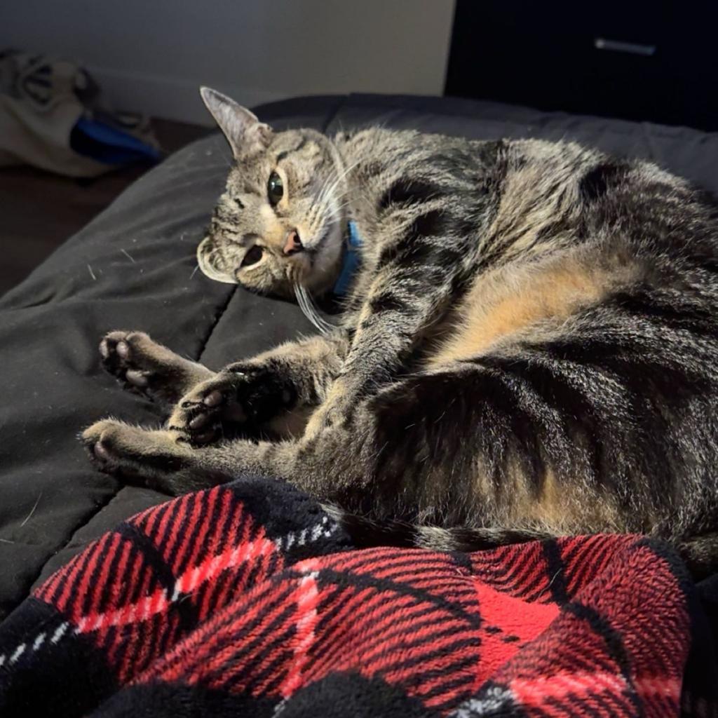 Jade, an adoptable Domestic Short Hair in Conway, NH, 03818 | Photo Image 4