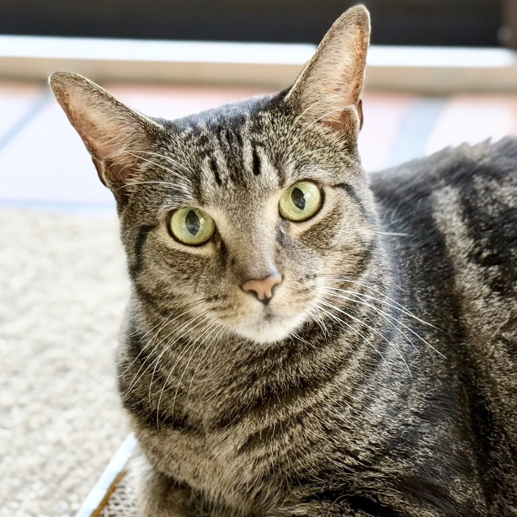 Jade, an adoptable Domestic Short Hair in Conway, NH, 03818 | Photo Image 5