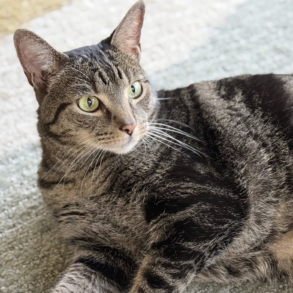 Jade, an adoptable Domestic Short Hair in Conway, NH, 03818 | Photo Image 6