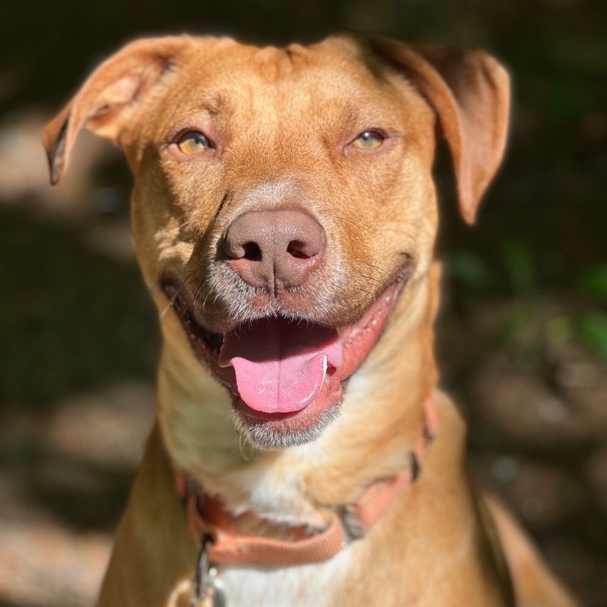 Archie, an adoptable Terrier, Vizsla in Conway, NH, 03818 | Photo Image 1