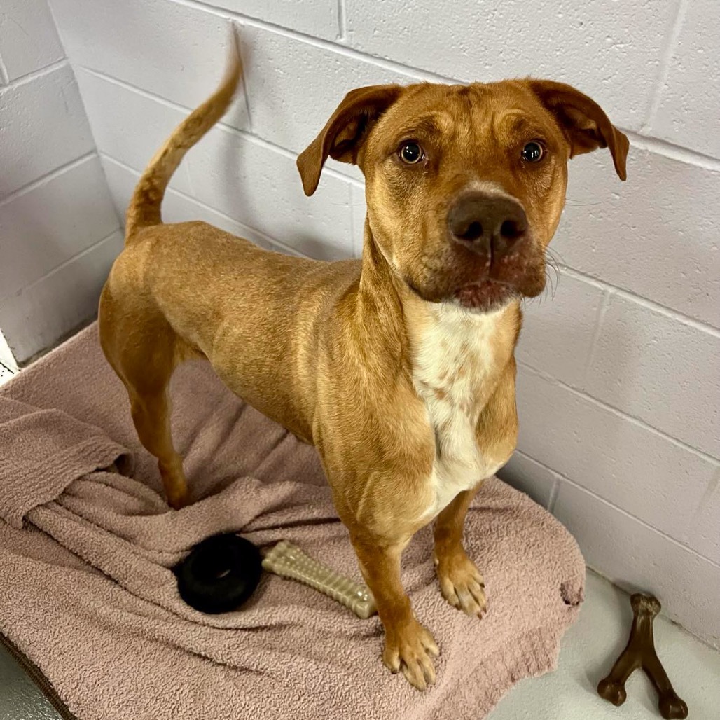 Archie, an adoptable Terrier, Vizsla in Conway, NH, 03818 | Photo Image 2