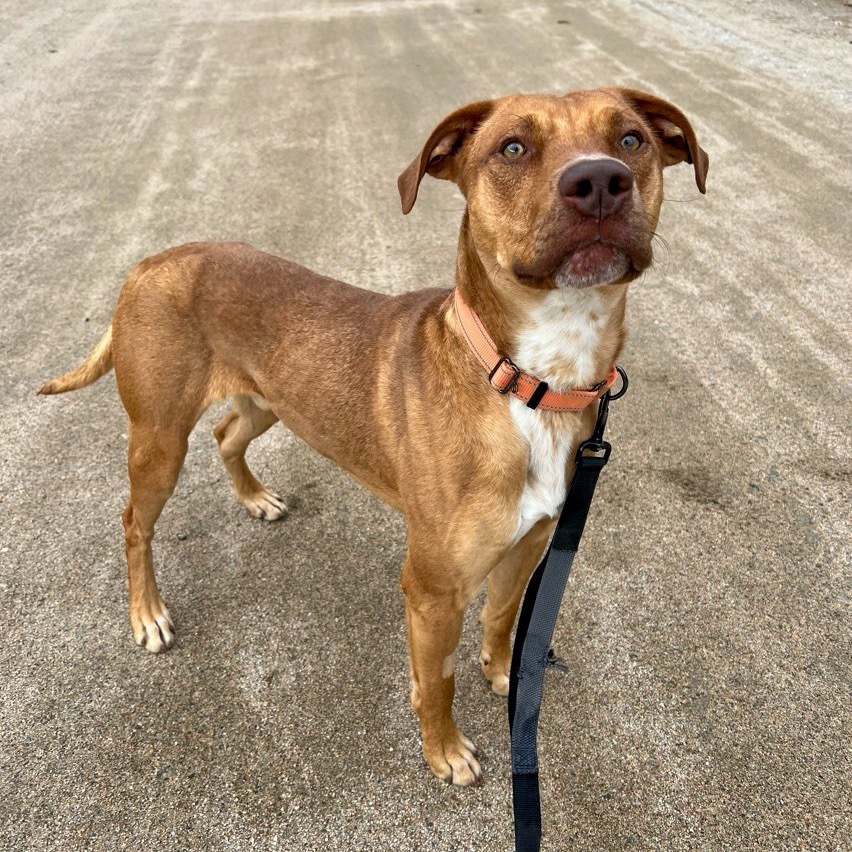 Archie, an adoptable Terrier, Vizsla in Conway, NH, 03818 | Photo Image 3