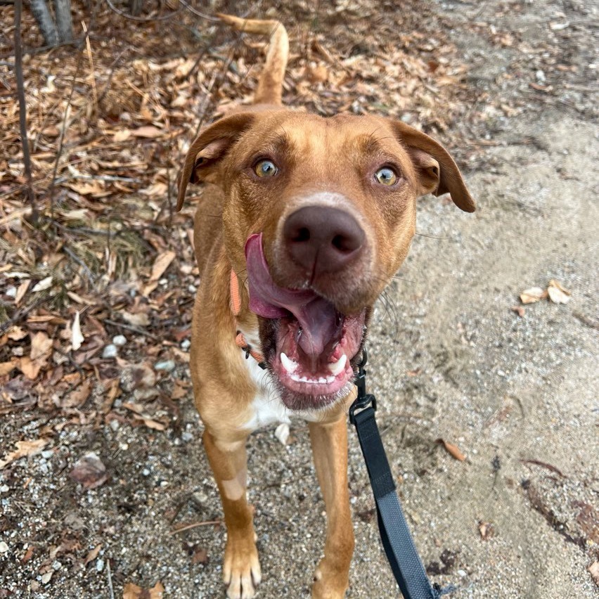 Archie, an adoptable Terrier, Vizsla in Conway, NH, 03818 | Photo Image 4