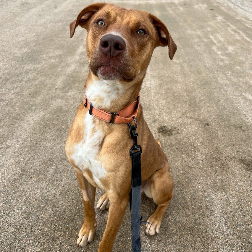 Archie, an adoptable Terrier, Vizsla in Conway, NH, 03818 | Photo Image 5