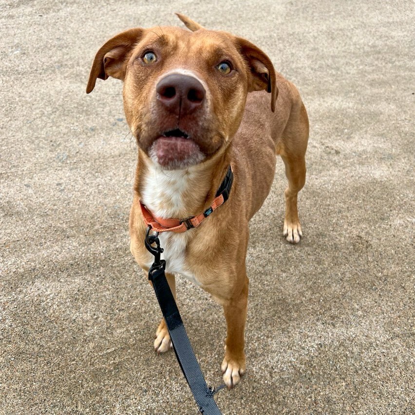 Archie, an adoptable Terrier, Vizsla in Conway, NH, 03818 | Photo Image 6