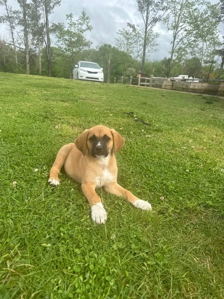 Molly