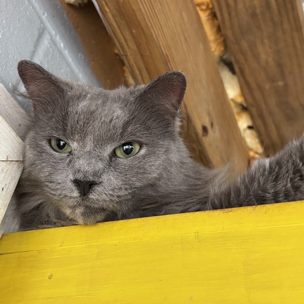 delilah