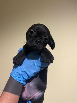 Meet Coddle a tiny pup with a big personality Coddle was born at our rescue after we took in his