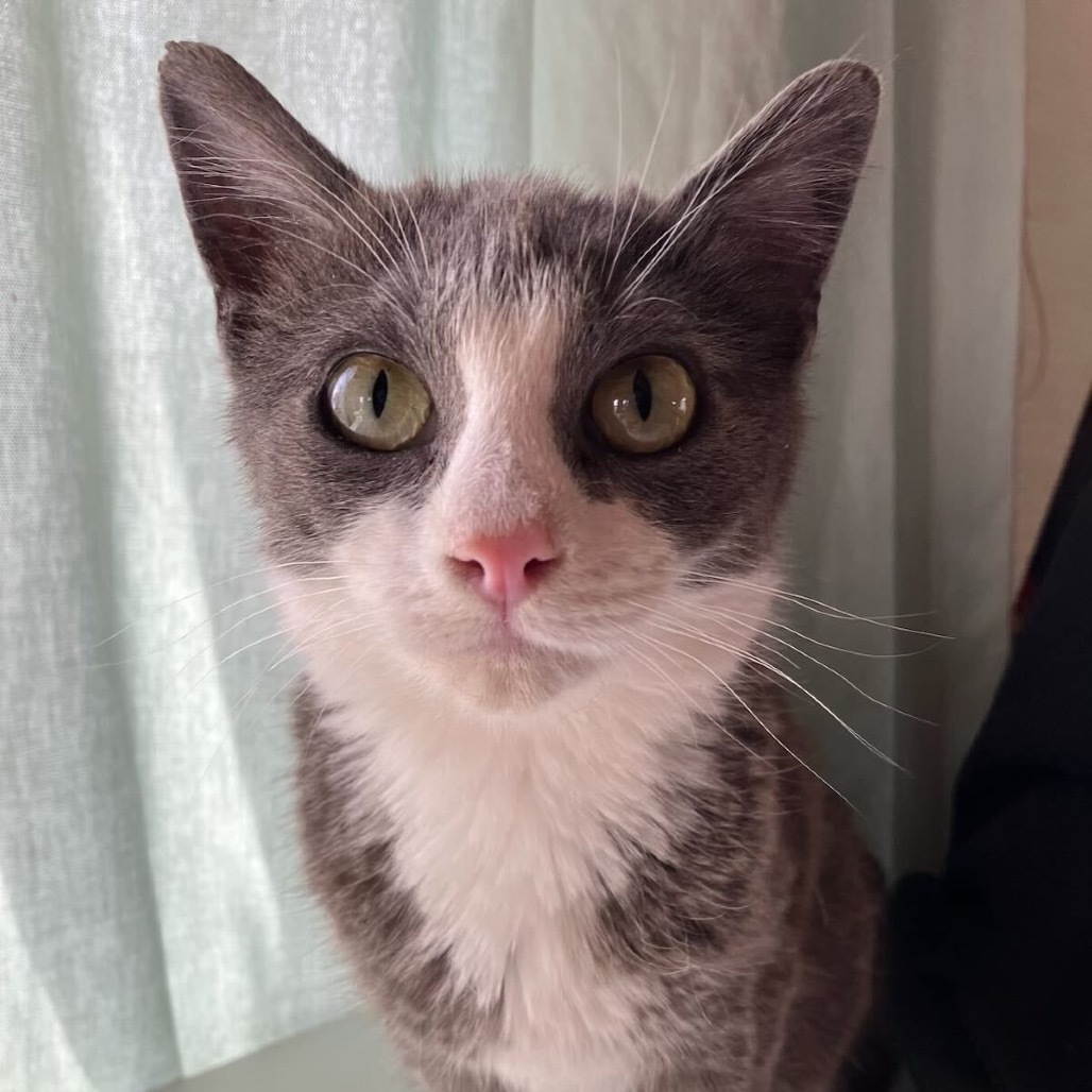 Winston, an adoptable Domestic Short Hair in Lander, WY, 82520 | Photo Image 1
