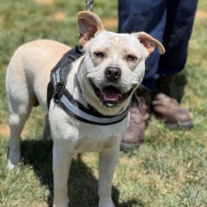 Snoopy, Adult Male Mixed Breed