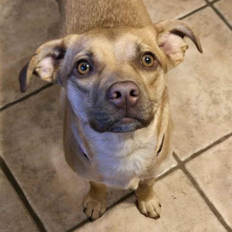 Stella