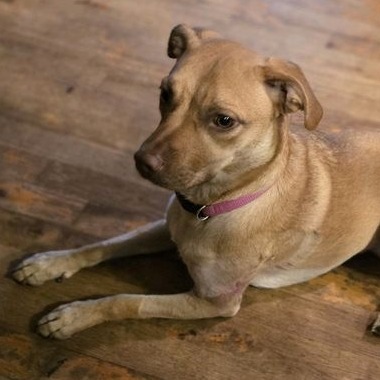 Stella