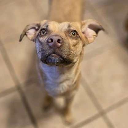 Stella