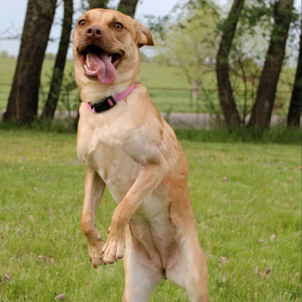 Stella