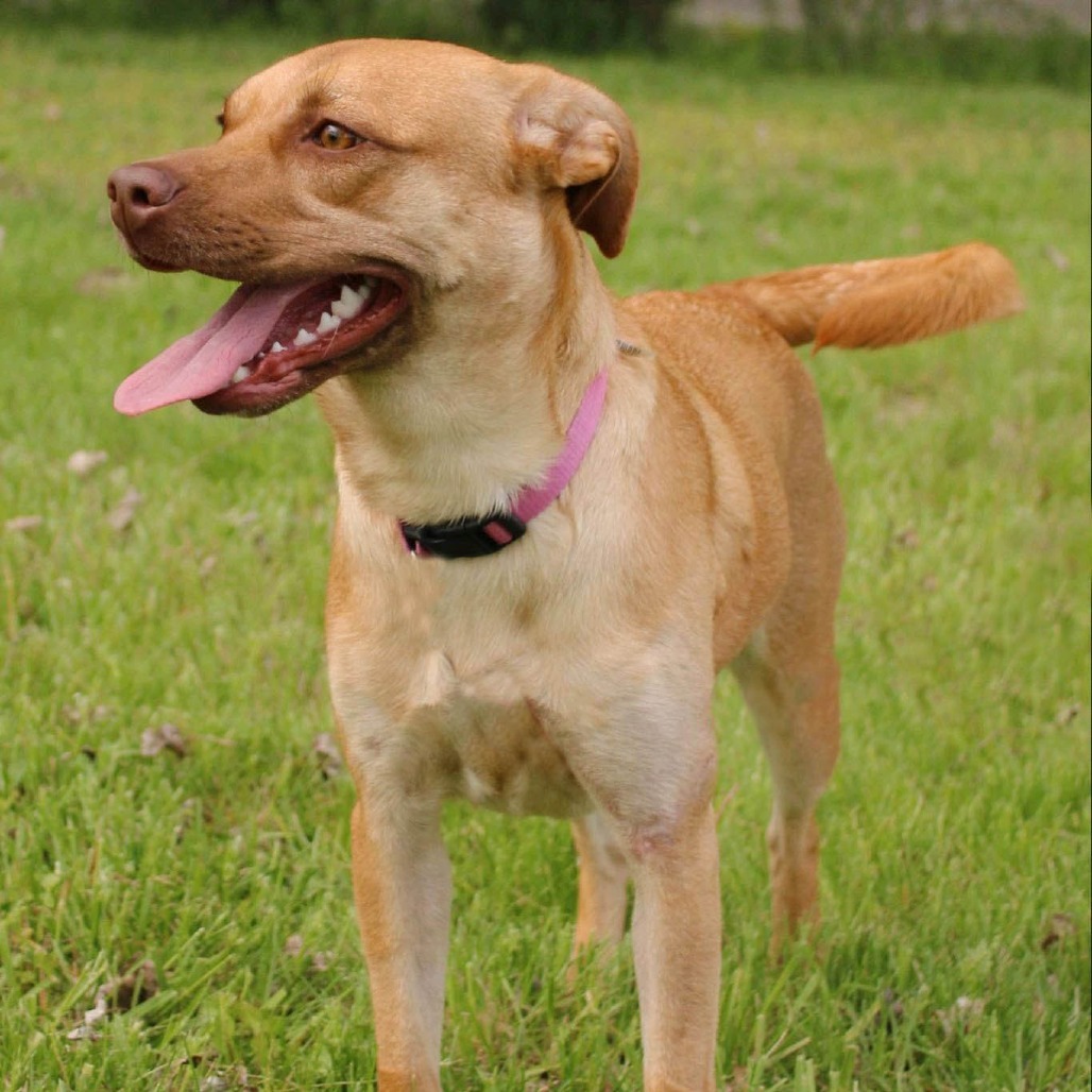 Stella