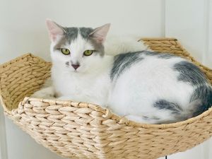 Bacon, Young Female Domestic Short Hair