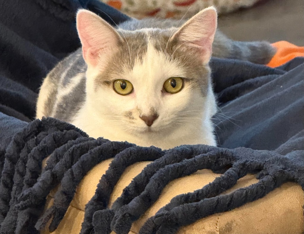 Sephora, an adoptable Domestic Short Hair in Salt Lake City, UT, 84117 | Photo Image 1