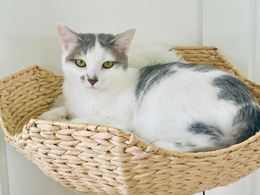 Sephora, an adoptable Domestic Short Hair in Salt Lake City, UT, 84117 | Photo Image 2