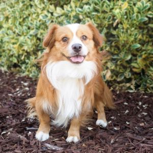 All of our dogs are spayedneutered shots current DHPP Bordetella and Rabies where applicable d