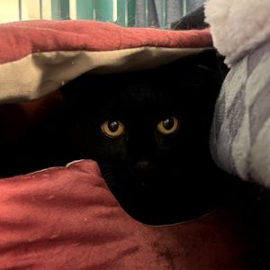 Tiny Domestic Short Hair Cat