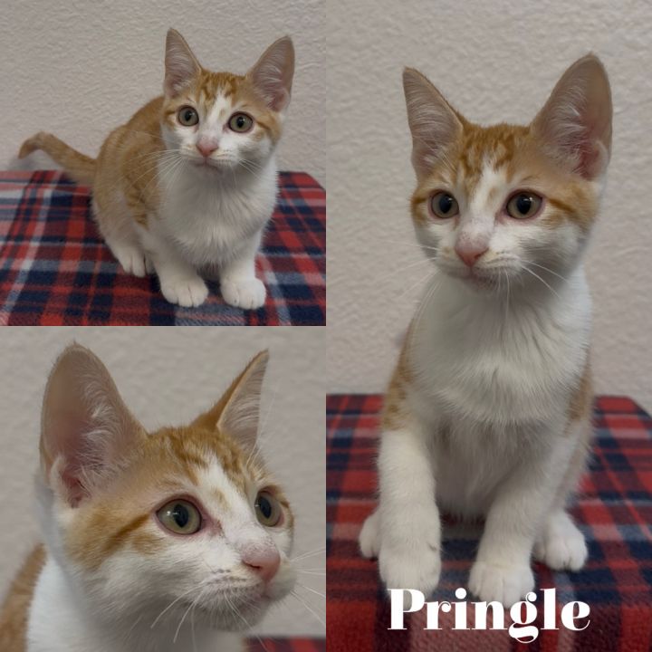 Pringle 1
