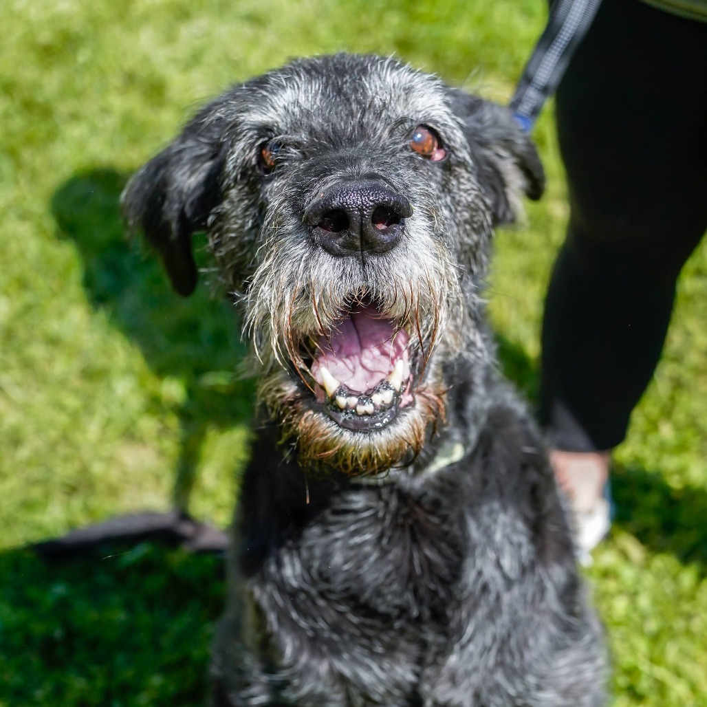 Sammy, an adoptable Giant Schnauzer, Mixed Breed in Thomaston, ME, 04861 | Photo Image 1