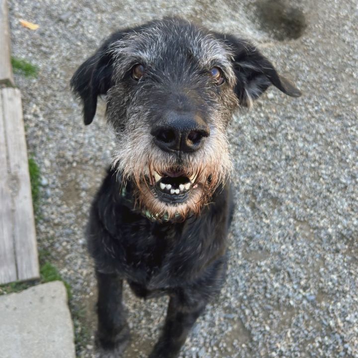 Sammy 2