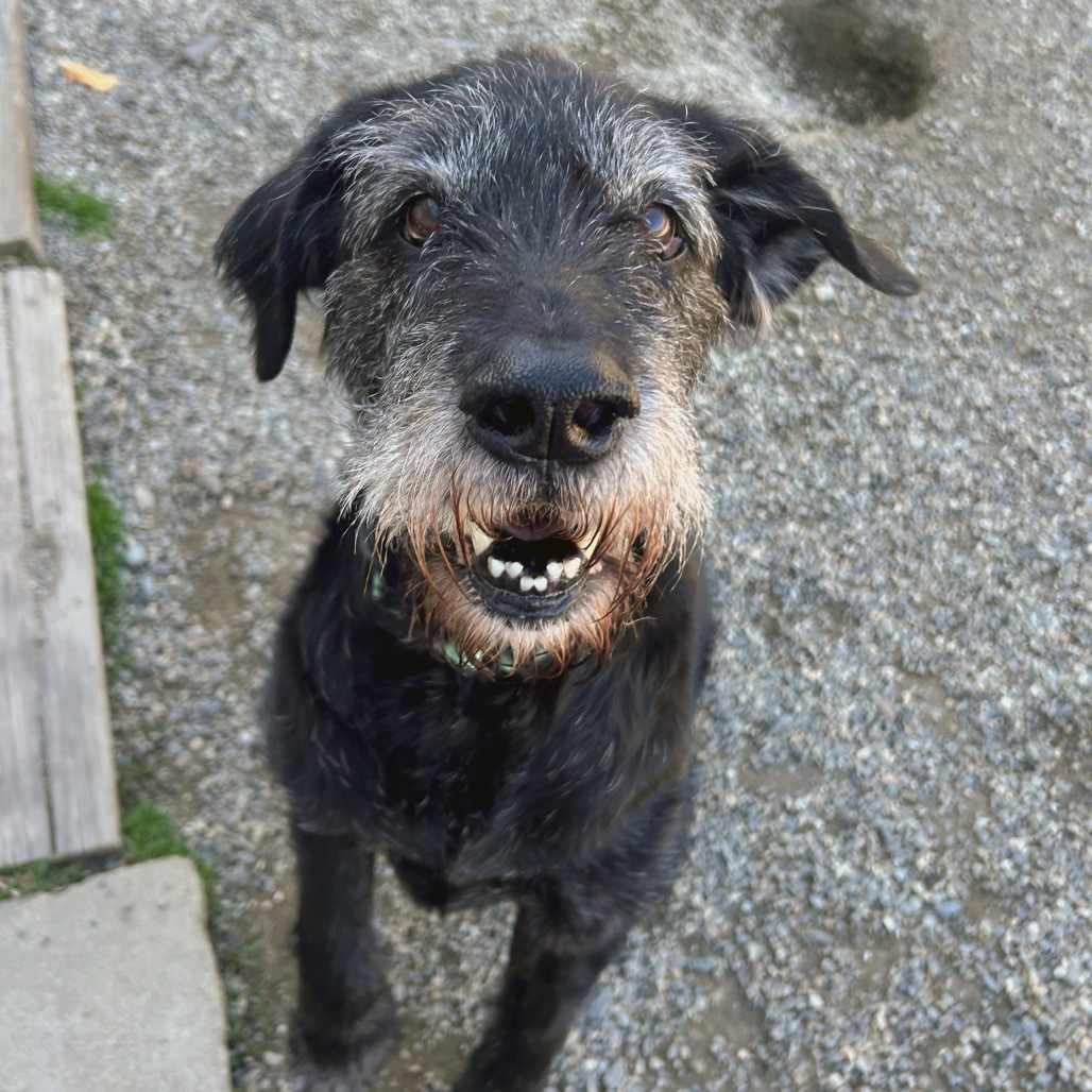 Sammy, an adoptable Giant Schnauzer, Mixed Breed in Thomaston, ME, 04861 | Photo Image 2