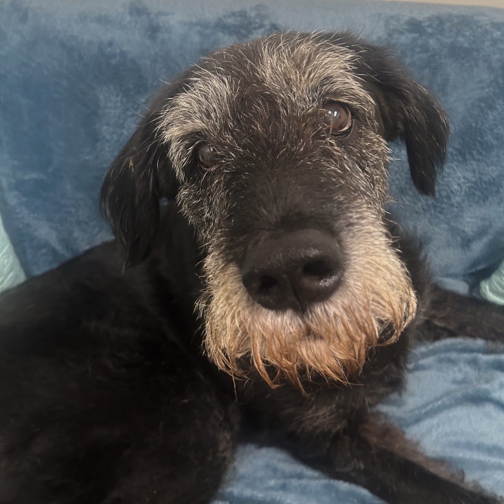 Sammy, an adoptable Giant Schnauzer, Mixed Breed in Thomaston, ME, 04861 | Photo Image 3