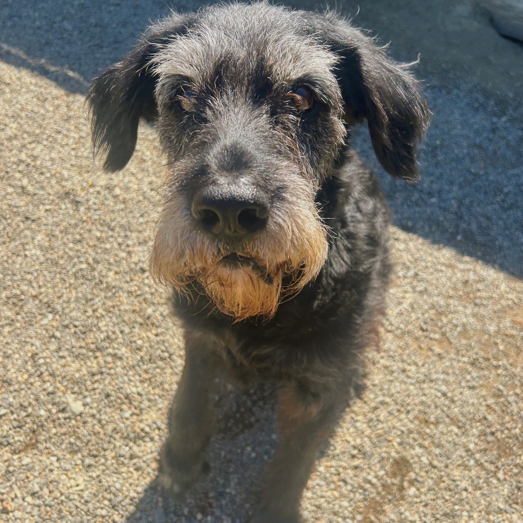 Sammy, an adoptable Giant Schnauzer, Mixed Breed in Thomaston, ME, 04861 | Photo Image 4