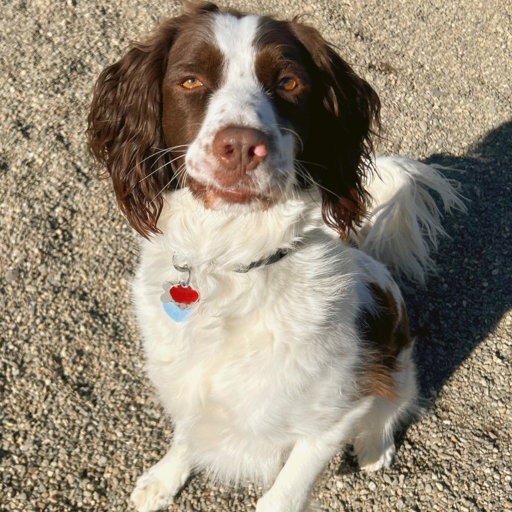 Braxton