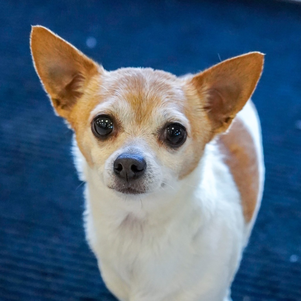 Opie