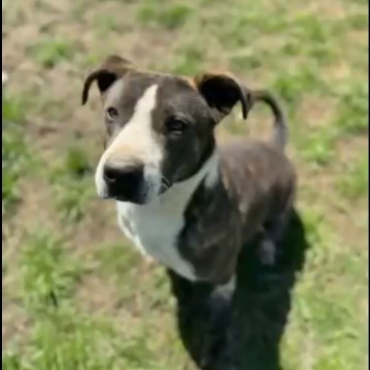 Buddy 1