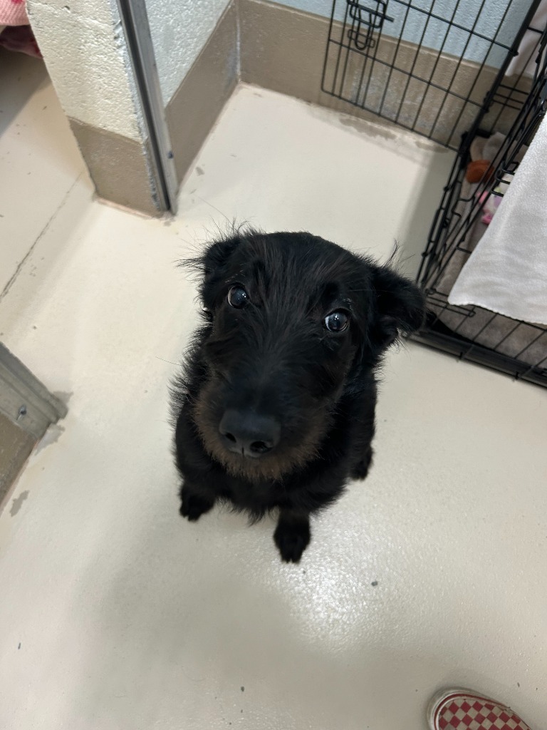 Remi