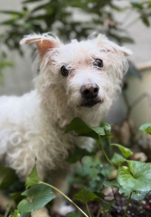 Luke is a 12-year-old 19-pound male Poodle mix from New York City He has adjusted very well during