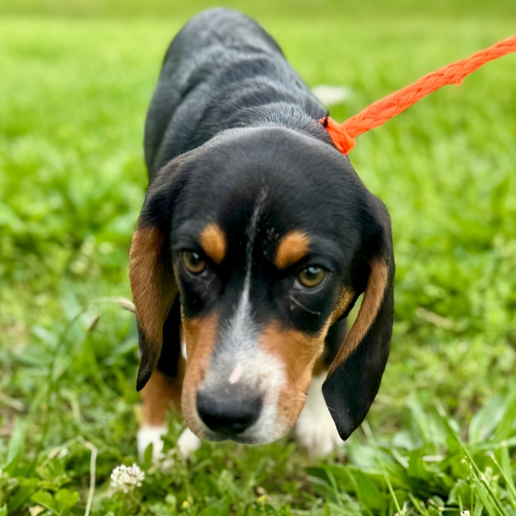 Watson