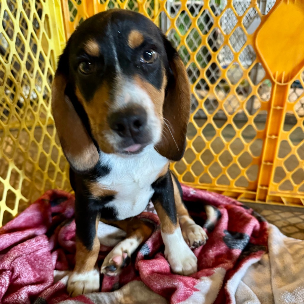 Watson