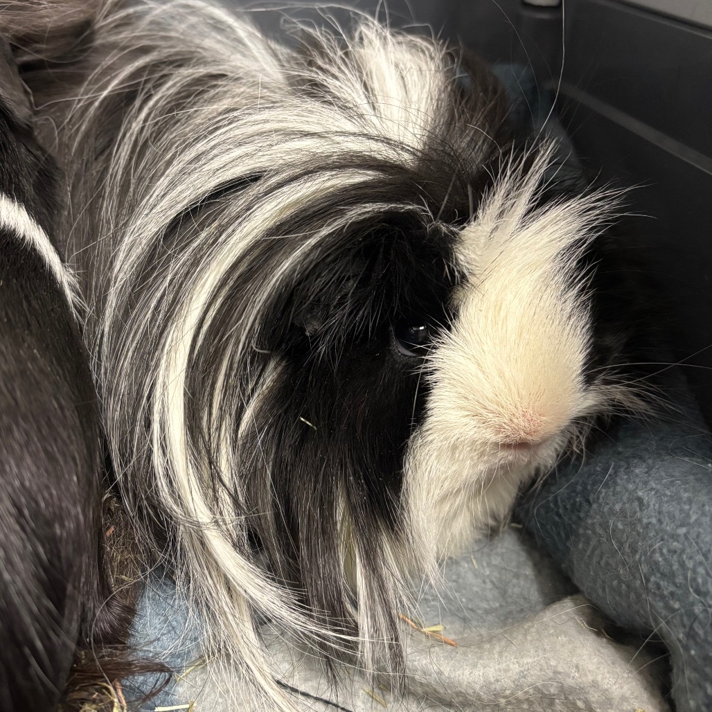 Gizmo