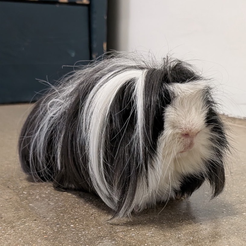 Gizmo