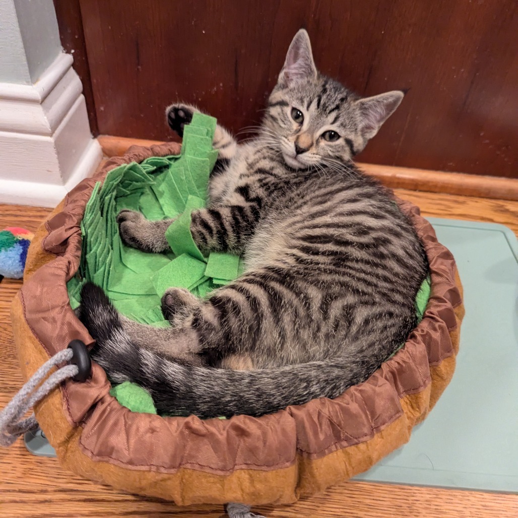 Lucky, an adoptable Domestic Short Hair, Pixiebob in La Grange, KY, 40031 | Photo Image 2