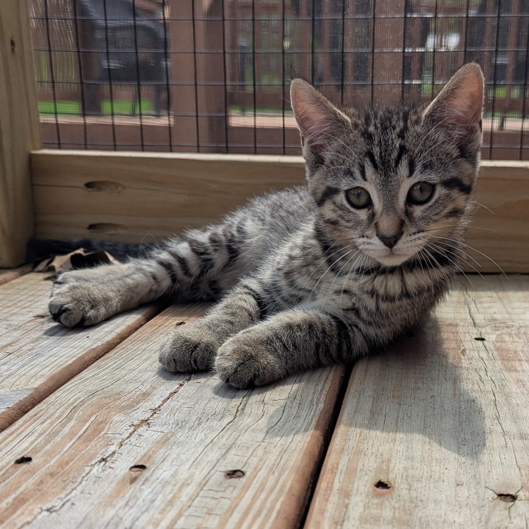 Lucky, an adoptable Domestic Short Hair, Pixiebob in La Grange, KY, 40031 | Photo Image 4