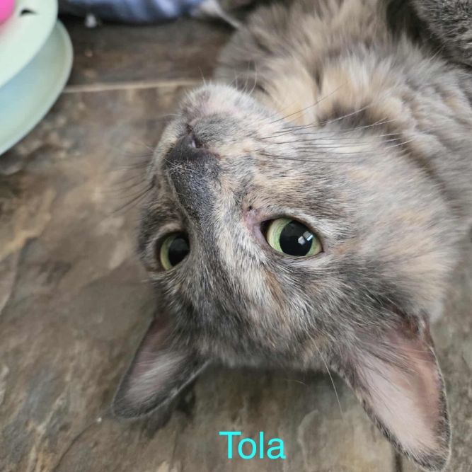 Tola