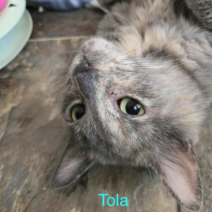 Tola 1
