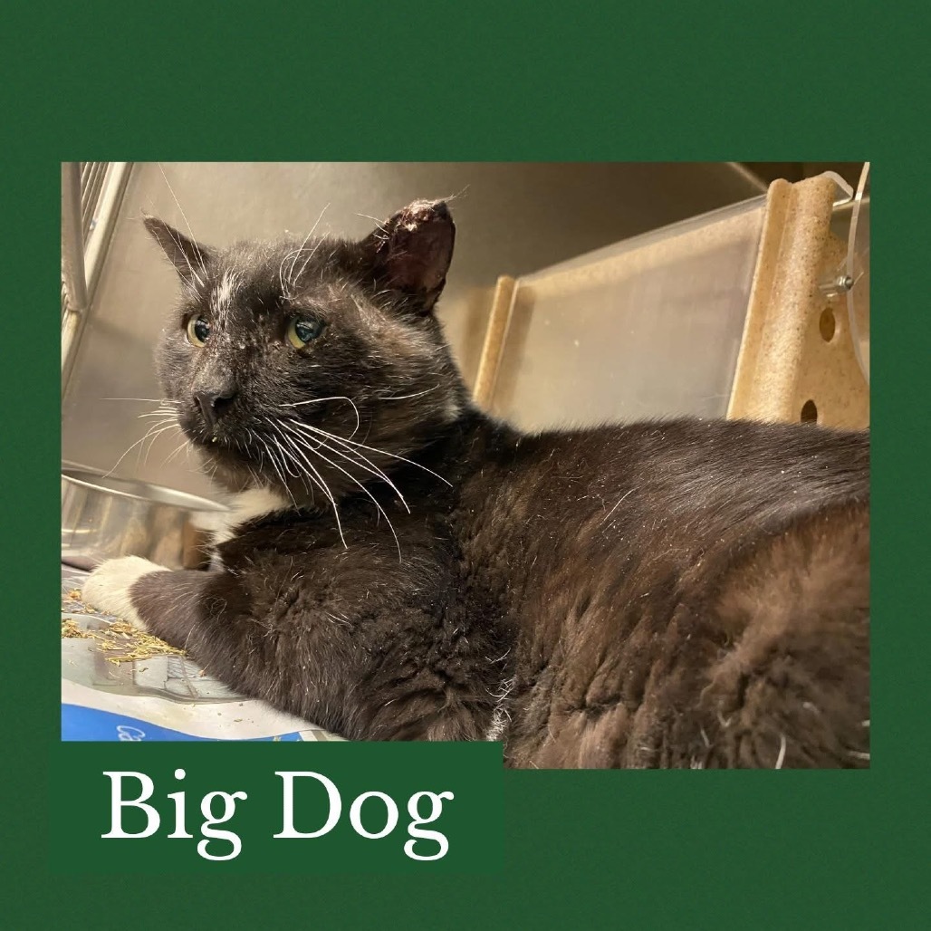 Big Dog