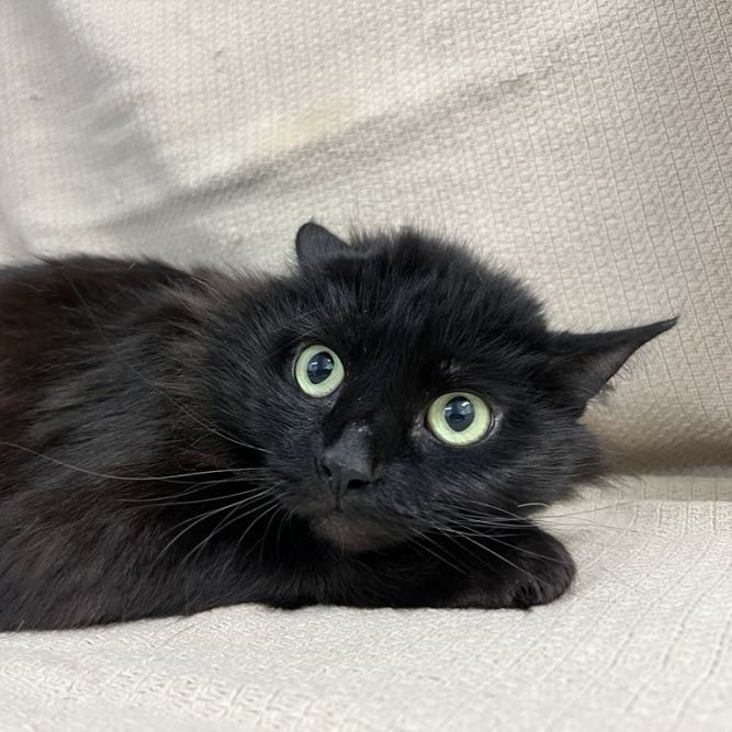 Midnight Beauty