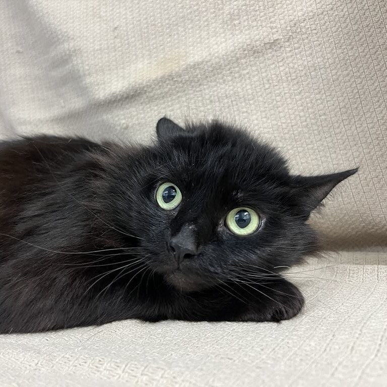 Midnight Beauty